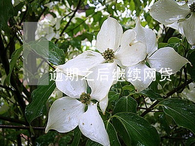 逾期之后继续网贷