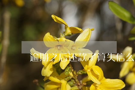 逾期之后还款了算失信么