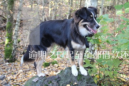 逾期之日起至全部借款还清 逾期之日起至全部借款还清