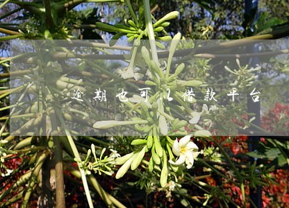 逾期也可以借款平台 逾期也可以借款平台