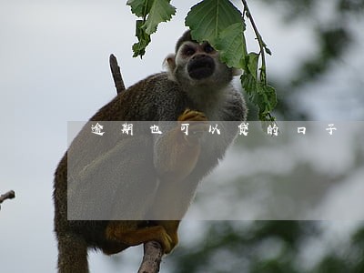 逾期也可以贷的口子 逾期也可以贷的口子
