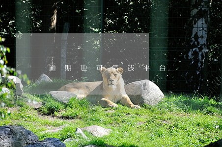 逾期也可借钱平台 逾期也可借钱平台
