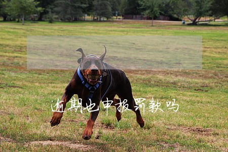逾期也申报罚款吗 逾期也申报罚款吗