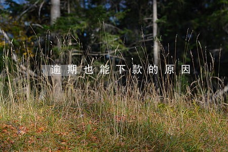 逾期也能下款的原因 逾期也能下款的原因