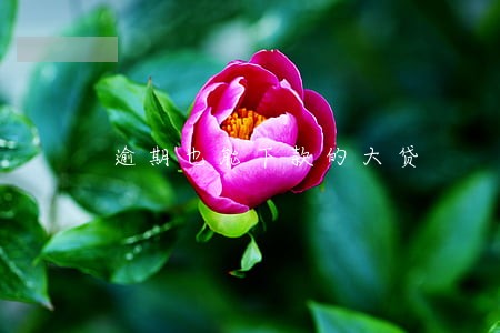 逾期也能下款的大贷 逾期也能下款的大贷