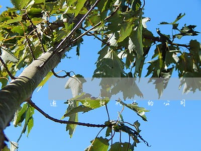 逾期也能代还的公司 逾期也能代还的公司