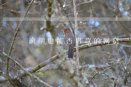 逾期也能否借款的网贷 逾期也能否借款的网贷