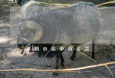 逾期也能申请房贷 逾期也能申请房贷