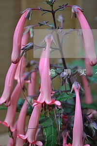 逾期买不了票怎么回上海