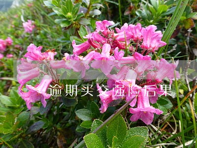 逾期买交强险后果 逾期买交强险后果
