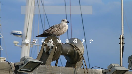 逾期买保险要罚多少 逾期买保险要罚多少