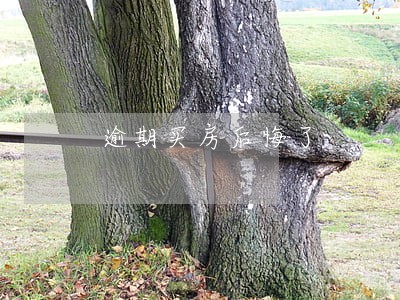 逾期买房后悔了 逾期买房后悔了