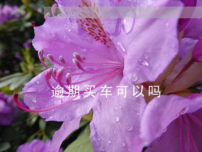 逾期买车可以吗 逾期买车可以吗