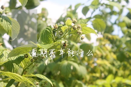 逾期买车能行么 逾期买车能行么