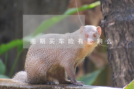 逾期买车险有影响么 逾期买车险有影响么