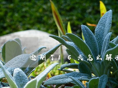 逾期了16天怎么解决