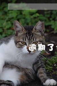 逾期了20万怎么补救 逾期了20万怎么补救