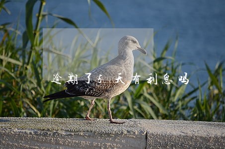逾期了5天有利息吗 逾期了5天有利息吗