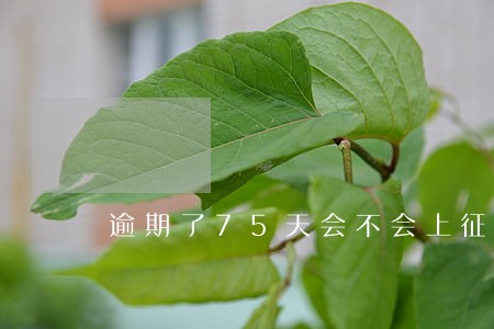 逾期了75天会不会上征信 逾期了75天会不会上征信