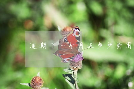 逾期了一个月还多少费用 逾期了一个月还多少费用