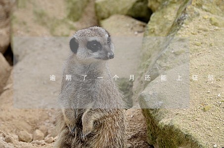 逾期了一个月还能上征信吗