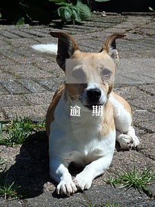 逾期了一天为什么征信显示一个月 逾期了一天为什么征信显示一个月