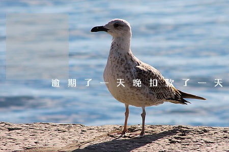 逾期了一天晚扣款了一天 逾期了一天晚扣款了一天