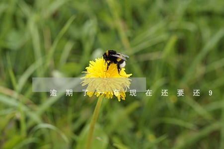 逾期了一年现在还要还9千 逾期了一年现在还要还9千