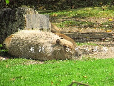 逾期了一次可以买房吗 逾期了一次可以买房吗