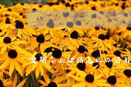 逾期了上征信怎么办信用卡 逾期了上征信怎么办信用卡