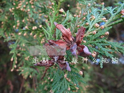 逾期了上报什么机构