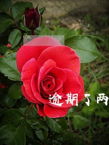 逾期了两个月的信用卡违约金多少 逾期了两个月的信用卡违约金多少