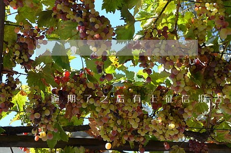 逾期了之后有上征信报告吗 逾期了之后有上征信报告吗