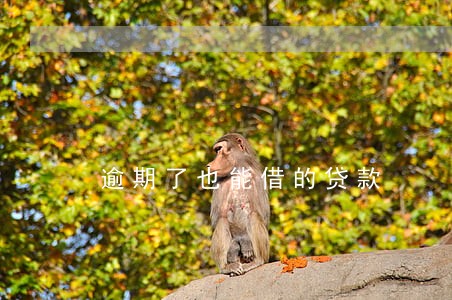 逾期了也能借的贷款