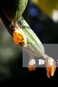 逾期了买车 逾期了买车