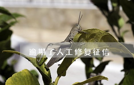 逾期了人工修复征信 逾期了人工修复征信