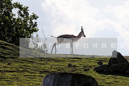 逾期了什么平台可以借款