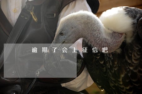 逾期了会上征信吧 逾期了会上征信吧