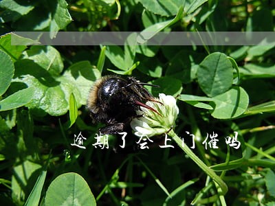 逾期了会上门催吗 逾期了会上门催吗