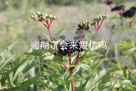 逾期了会来短信吗 逾期了会来短信吗