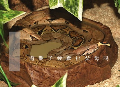 逾期了会牵扯父母吗 逾期了会牵扯父母吗