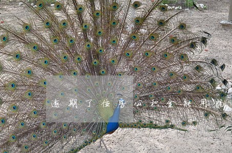 逾期了住房公积金能用吗 逾期了住房公积金能用吗