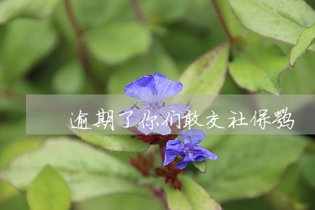 逾期了你们敢交社保嘛 逾期了你们敢交社保嘛