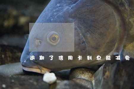 逾期了信用卡利息能减免吗 逾期了信用卡利息能减免吗