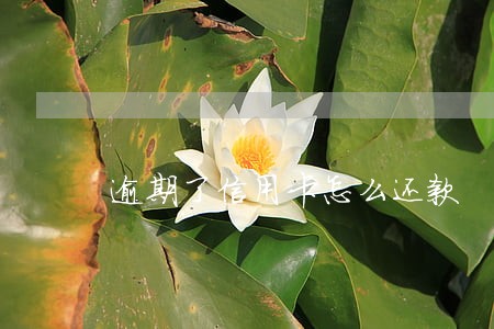 逾期了信用卡怎么还款 逾期了信用卡怎么还款