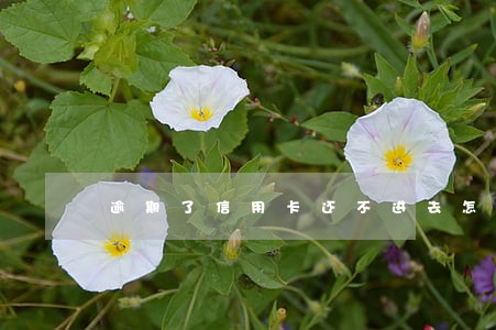 逾期了信用卡还不进去怎么办 逾期了信用卡还不进去怎么办
