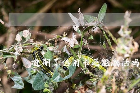 逾期了信用卡还能激活吗