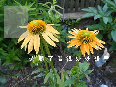 逾期了借钱处处碰壁 逾期了借钱处处碰壁