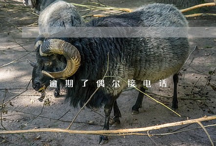 逾期了偶尔接电话 逾期了偶尔接电话