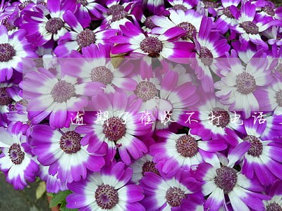 逾期了催收不打电话了 逾期了催收不打电话了